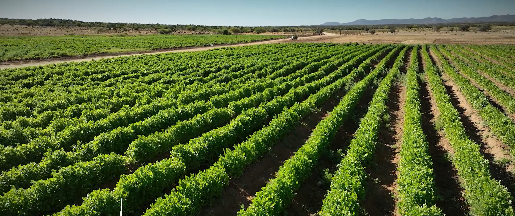 Full rows in green