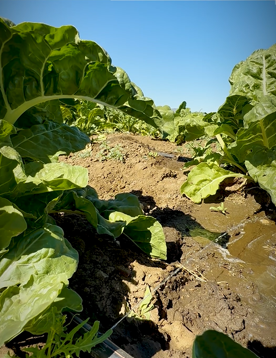 Irrigating the beds