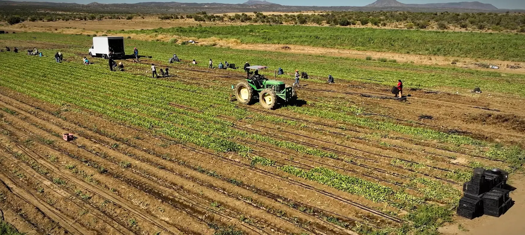 Harvest crew at work