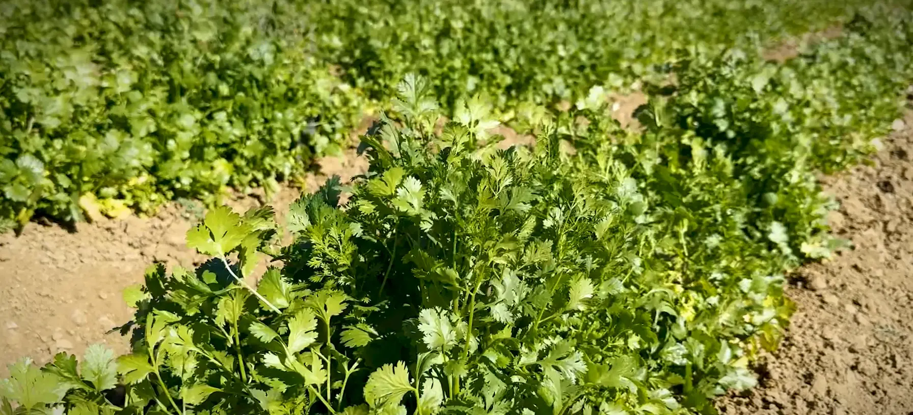 Cilantro at peak