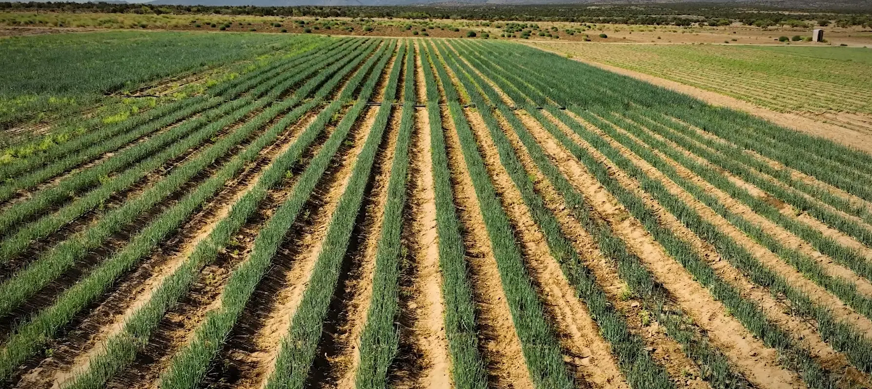 Green onion beds