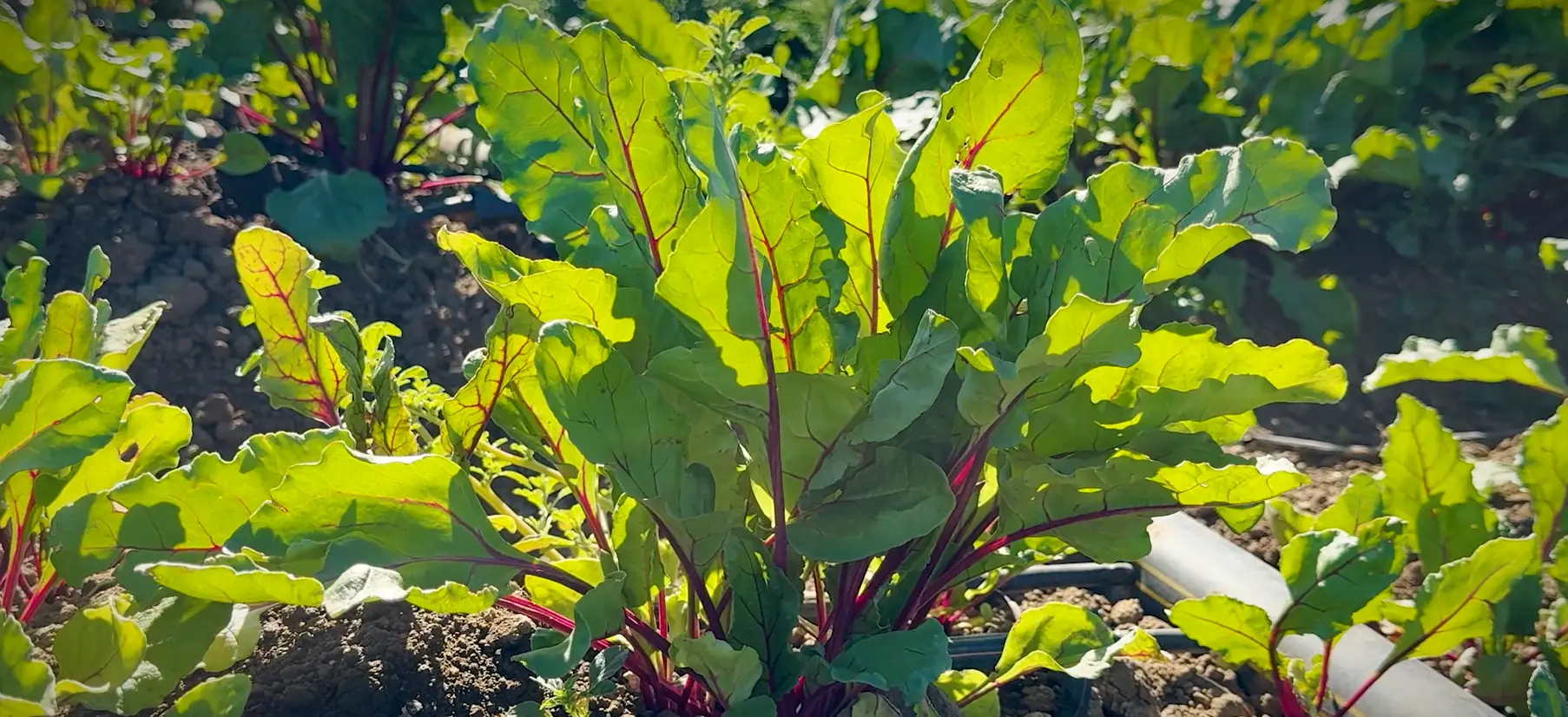 Beets in the ground