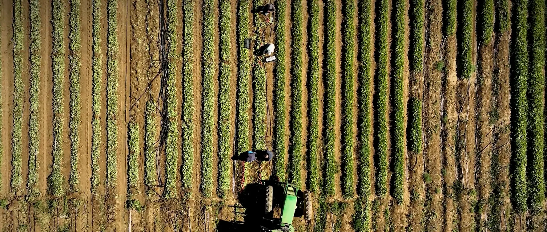 Crew and tractor, overhead