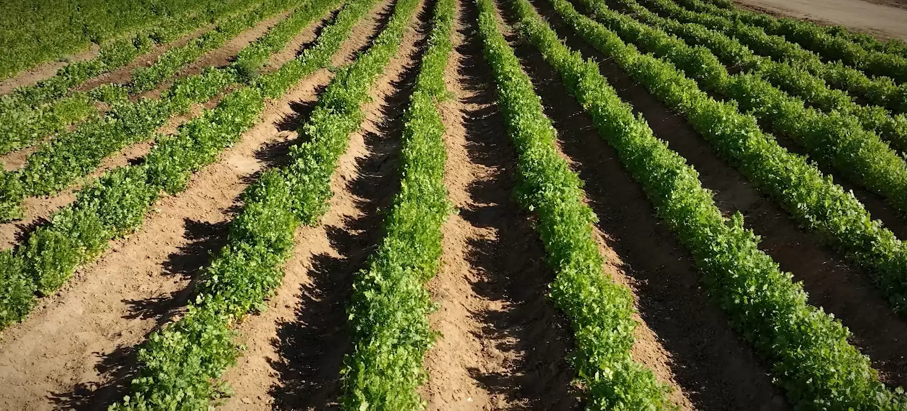 Cilantro rows at golden hour