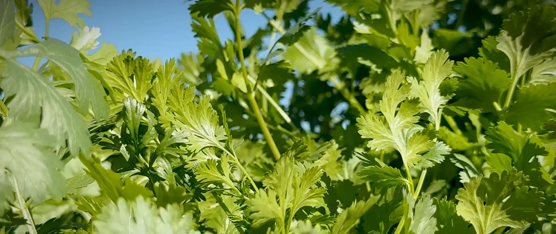 Cilantro, close up