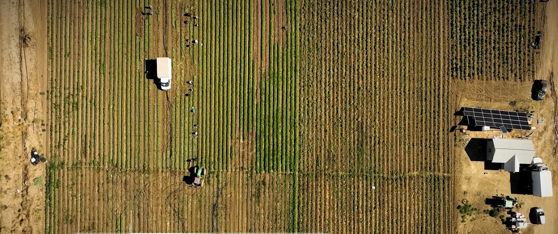 Harvest in progress